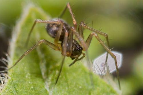Réf. 283 241 : Tenuiphantes sp.